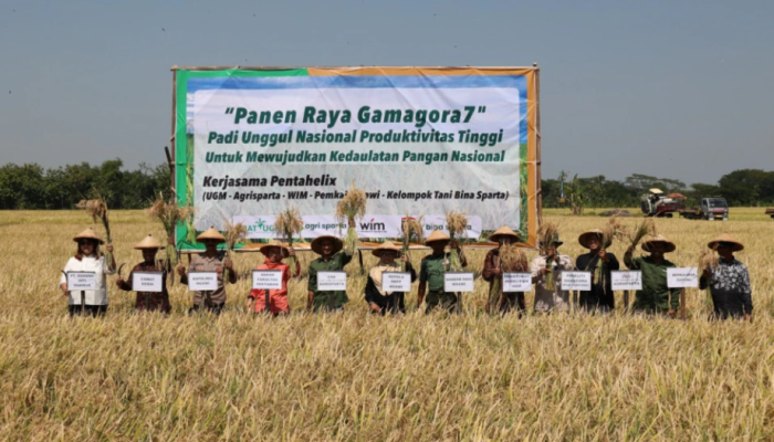 UGM Panen Raya Perdana Padi Gamagora 7 di Ngawi
